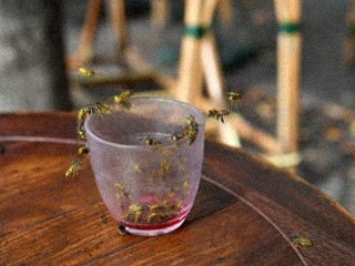 Lietajú vám na terasu osy a sršne? Trik s mletou kávou ich okamžite odpudí bez zabíjania